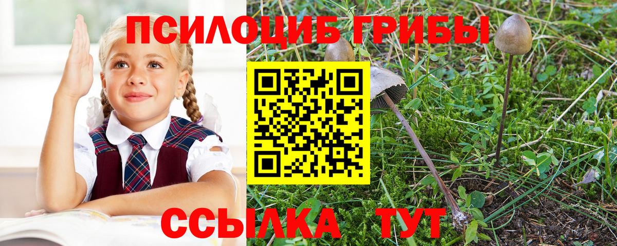 Псилоцибиновые грибы мицелий Вятские Поляны